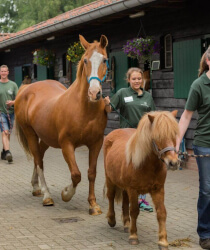 Stichting De Paardenkamp